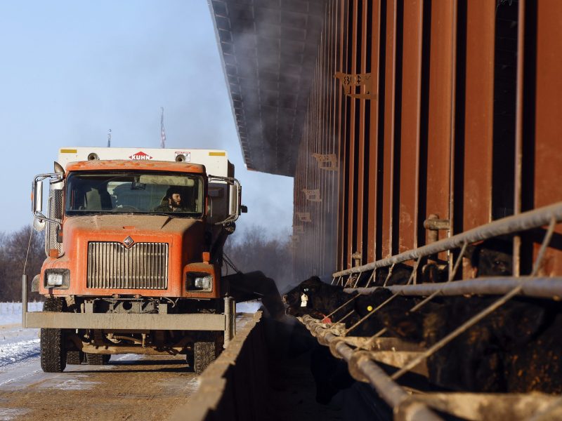 A dump truck carries feed along a dirt road lines with snow