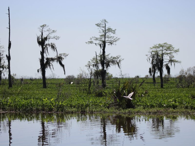 Few Cypress trees remain in the wetlands and swamps near Lake Maurepas.