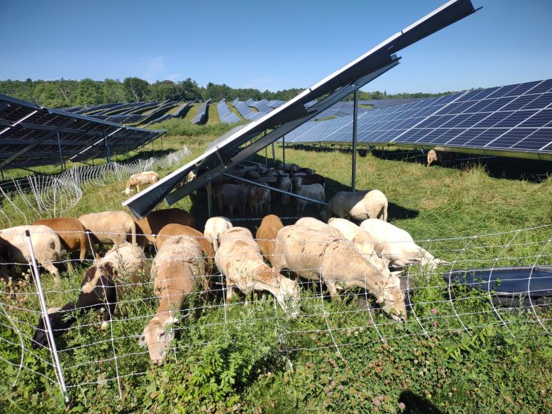 A flock of sheep graze at a Maine solar farm.